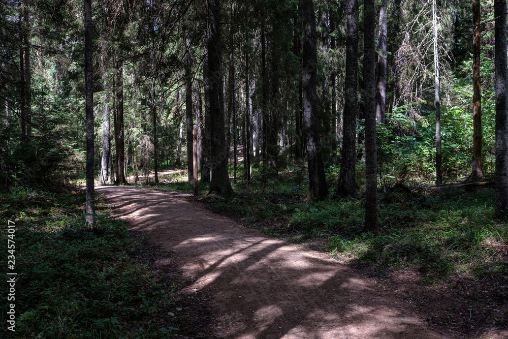 Fototapeta premium dirt road in clean pine tree forest