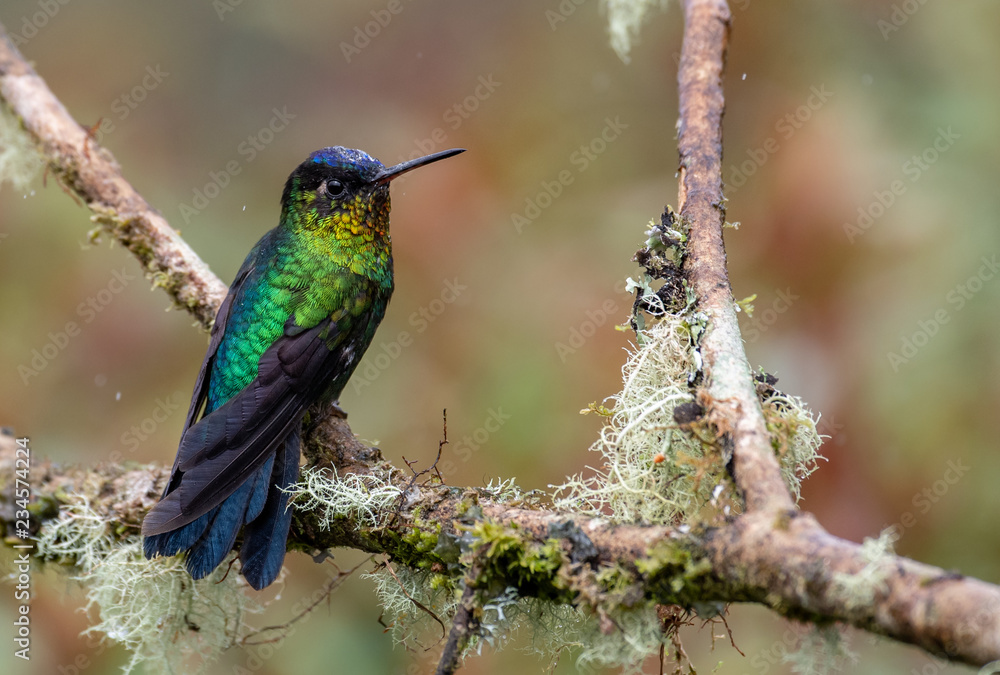Fiery-throated Hummingbird in Costa Rica 