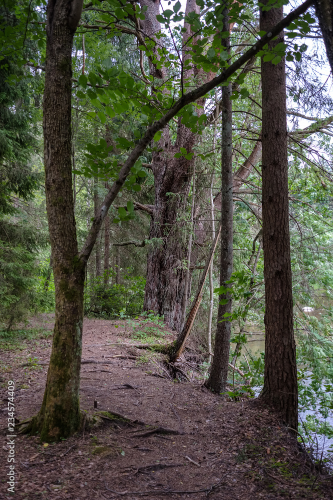 Fototapeta premium dirt road in clean pine tree forest