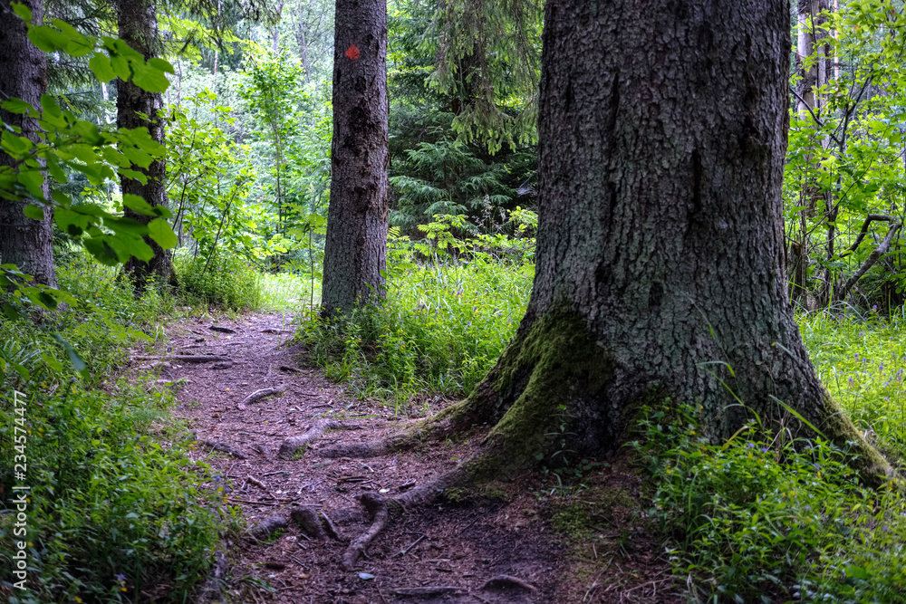 dirt road in clean pine tree forest dirt road in clean pine tree forest
