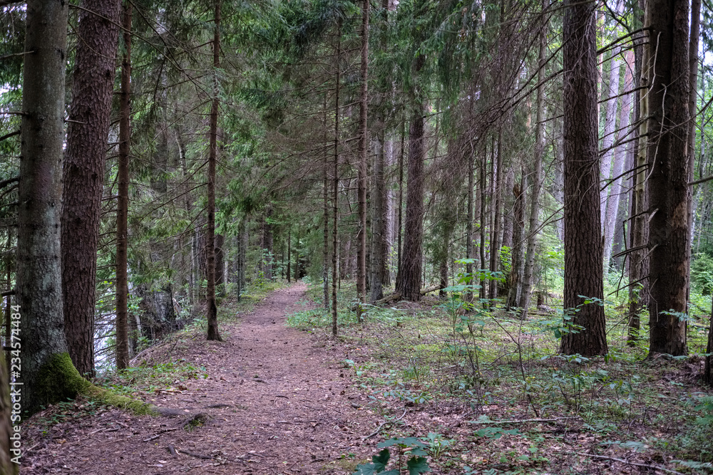 Obraz premium dirt road in clean pine tree forest
