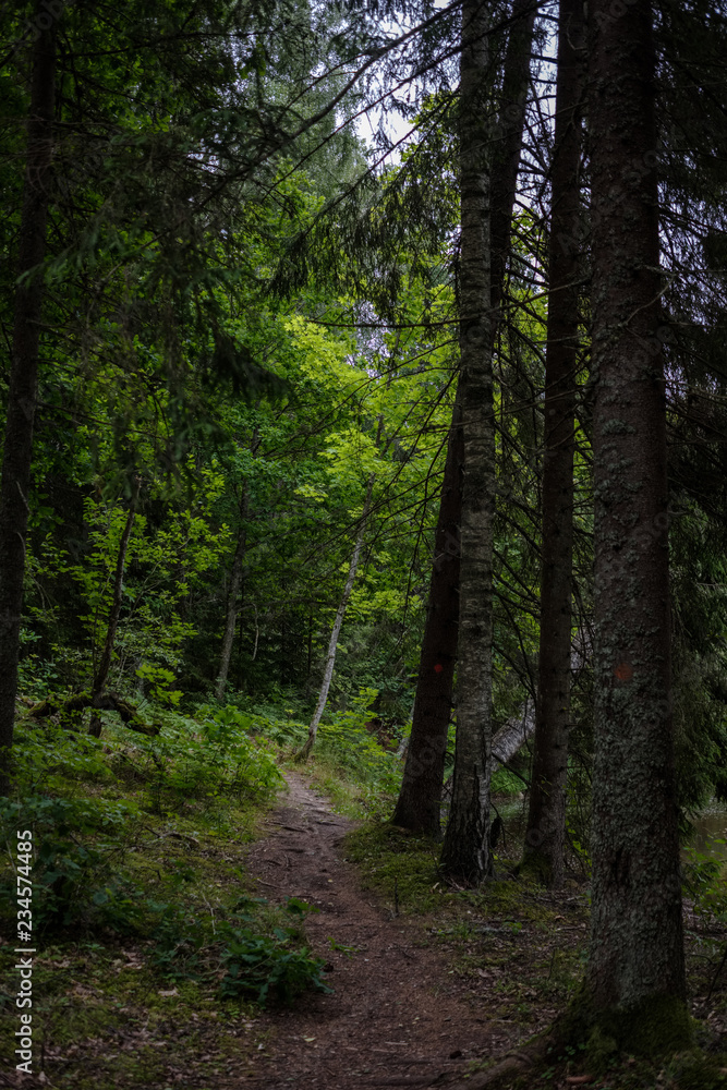 dirt road in clean pine tree forest dirt road in clean pine tree forest