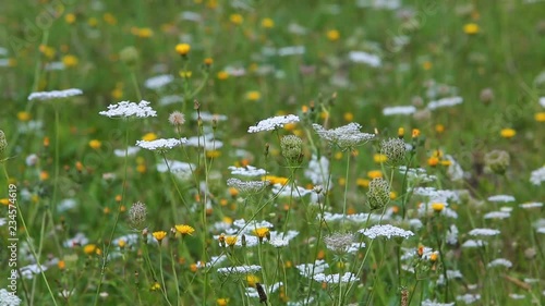 Wallpaper Mural Footage of wild flowers moving in the wind in a field Torontodigital.ca