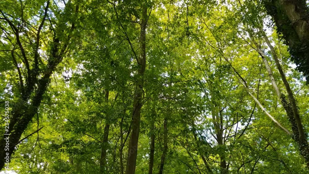 View of a green forest in summer from bottom to top. View of a green forest in summer from bottom to top.