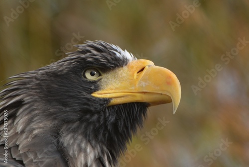 Stellar Sea Eagle