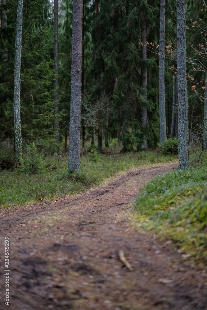 Obraz premium dirt road in clean pine tree forest