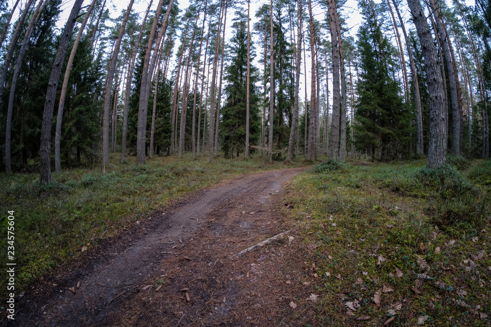 Obraz premium dirt road in clean pine tree forest