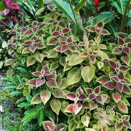Ground Cover in Maui
