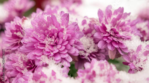Flowers in the snow. Chrysanthemum with snow. Autumn flowers. Winter flowers
