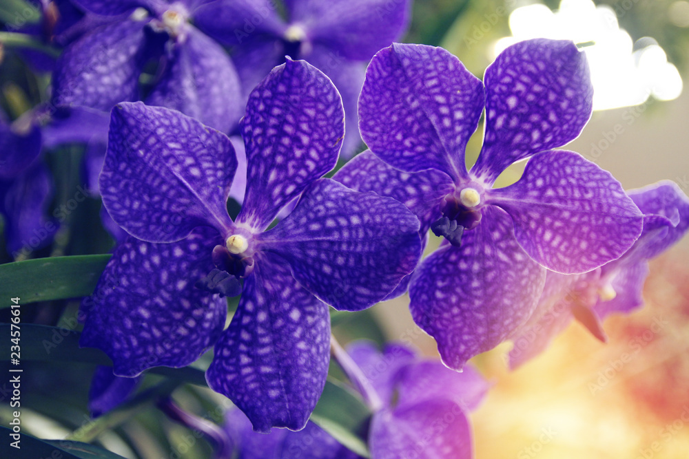 Purple flower Purple flower