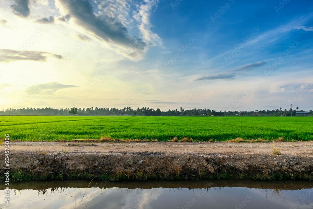 Rural area view surrounding with beautiful landscape of green paddy rice field