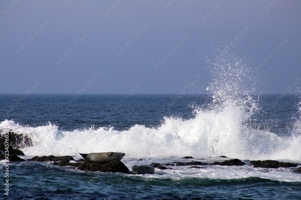 Harbor seals hauling out in Monterey Bay with crashing waves Harbor seals hauling out in Monterey Bay with crashing waves