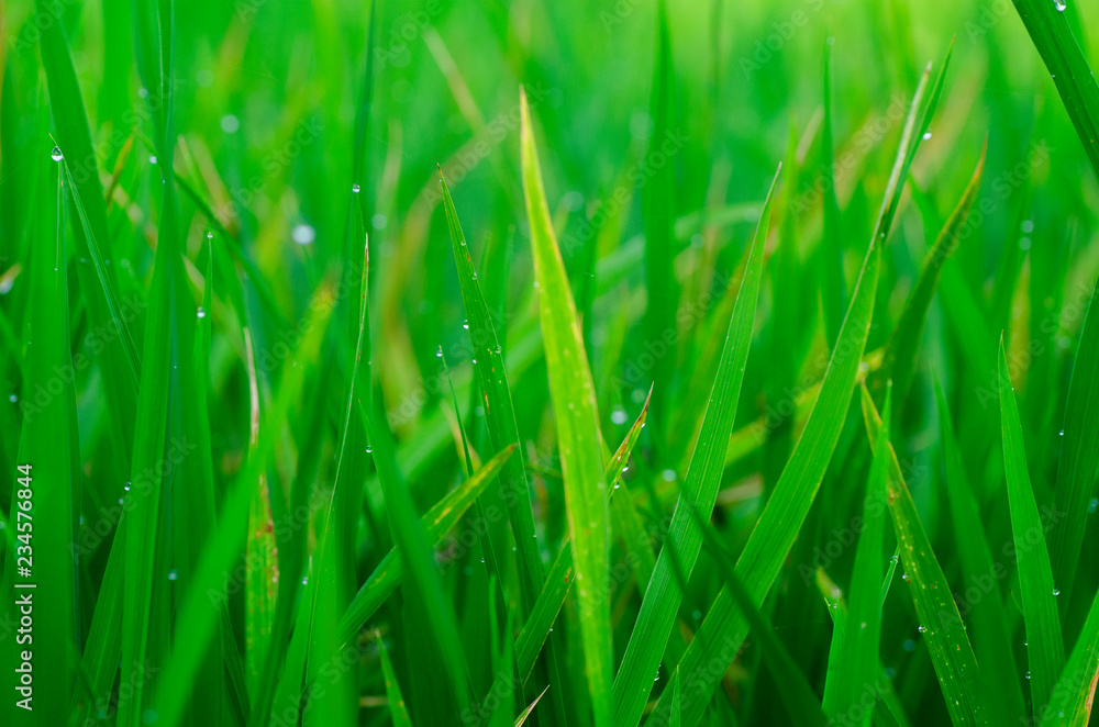 closeup shot background image of  green grass with dew in the morning