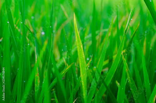 closeup shot background image of green grass with dew in the morning