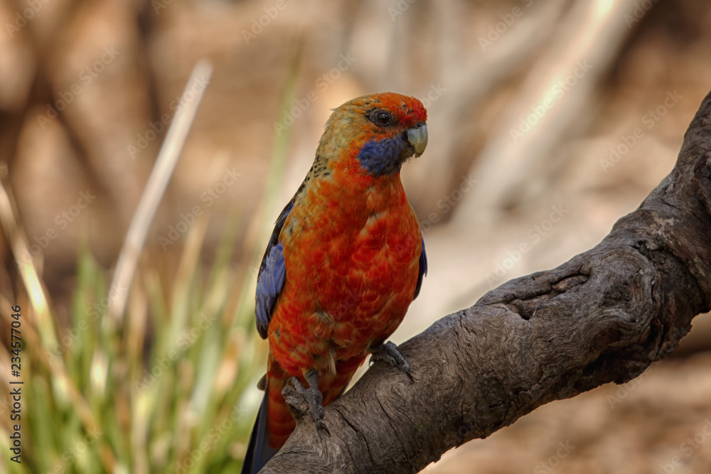 Obraz premium Adelaide Rosella