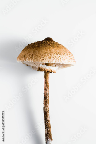 parasol mushroom on the White background. (Macrolepiota procera or Lepiota procera)