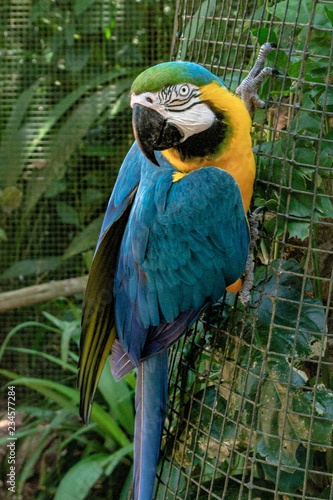 Macaw