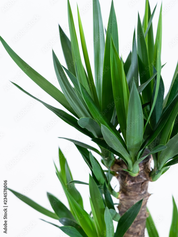 Obraz premium 観葉植物