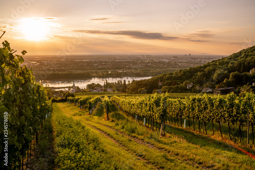 Vineyard at Kahlenbergerdorf near Vienna at sunrise