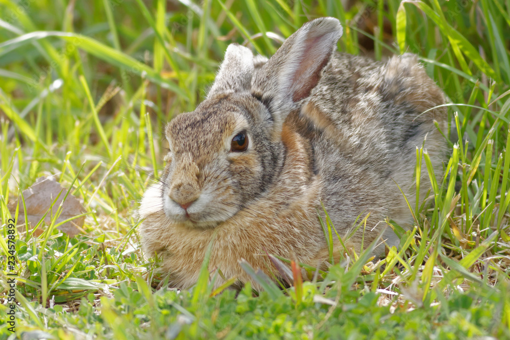 Resting Bunny Resting Bunny