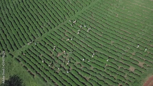 2K Aerial top view of the workers in commercial tea plantations in Vietnam. Plantation workers. Experienced pickers pick the tea leaves manually. 