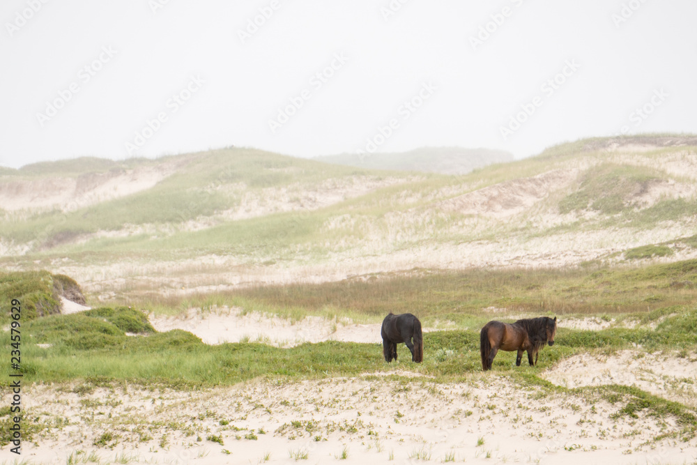 Sable Island Wild Horses