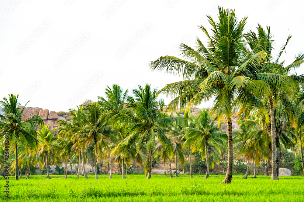 (selective focus) Amazing view of green rice field with palm trees and rocks on background at sunset. Hampi, Karnataka, India.