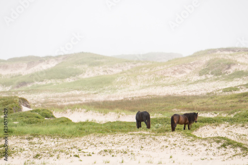 Wallpaper Mural Sable Island Wild Horses Torontodigital.ca