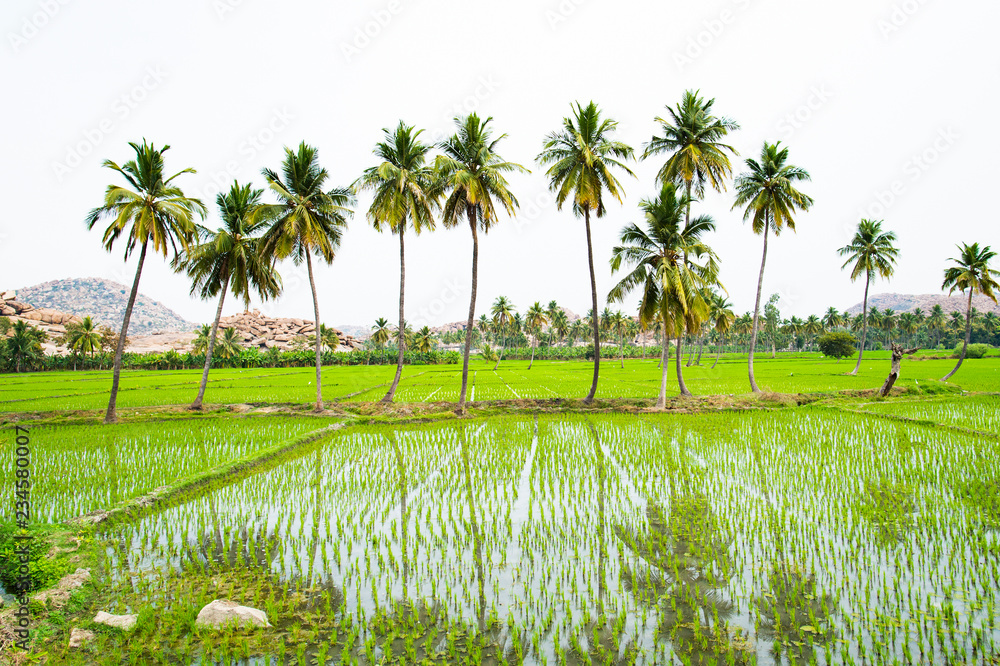 Fototapeta premium Beautiful palm trees reflected by the water in the green rice fields. Hampi, Karnataka, India.