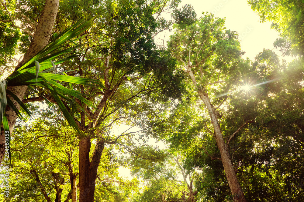 Obraz premium Jungle view at Mexico