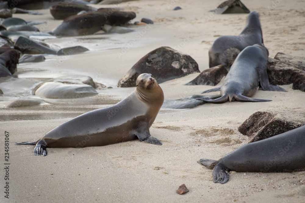Fototapeta premium Cute Sea Lion