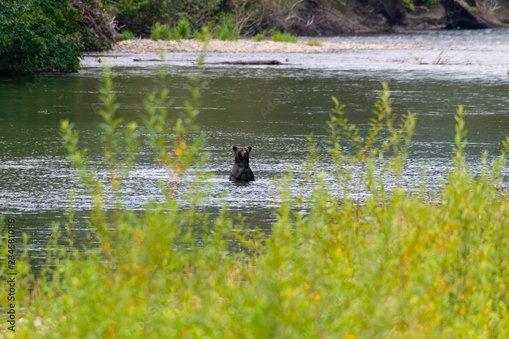 Grizzly bear in a river looking British Columbia Canada Grizzly bear in a river looking British Columbia Canada