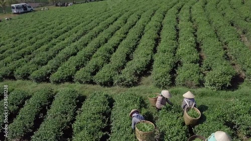 2K Aerial close up view of the workers in commercial tea plantations in Vietnam. Plantation workers. Experienced pickers pick the tea leaves manually. 