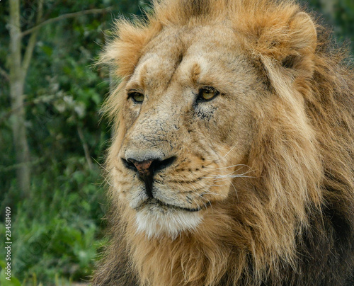 Adult male Asiatic Lion portrait, head and face, looking off into the distance with foliage background.