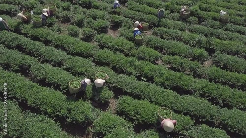 2K Aerial view of the workers in commercial tea plantations in Vietnam. Plantation workers. Experienced pickers pick the tea leaves manually. 