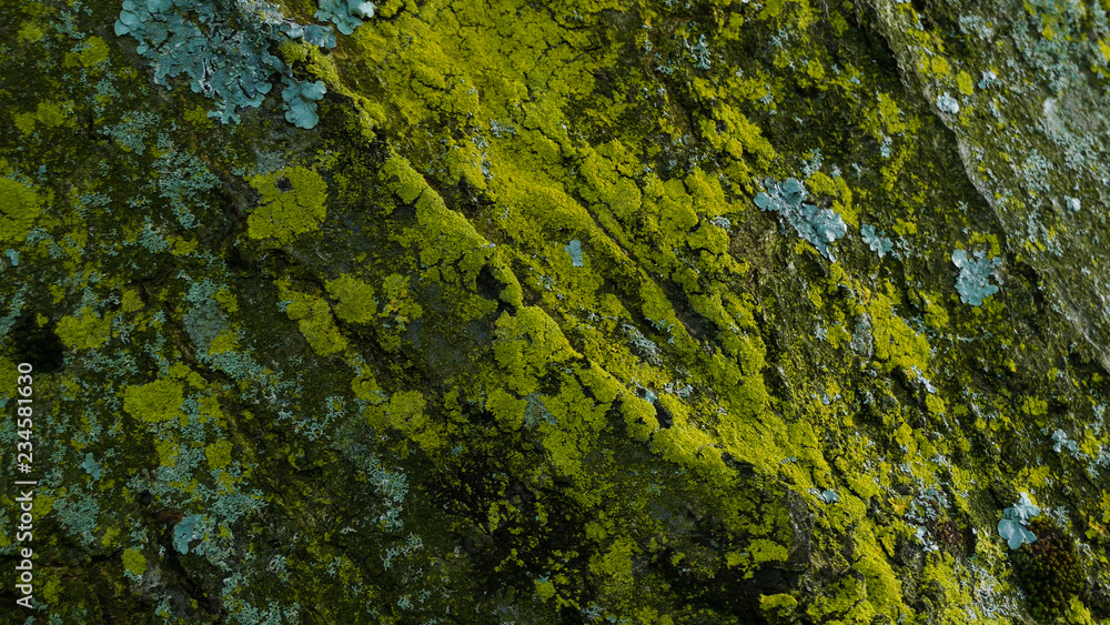 Close up of moss and lichen growing on a tree trunk. Bark texture background.