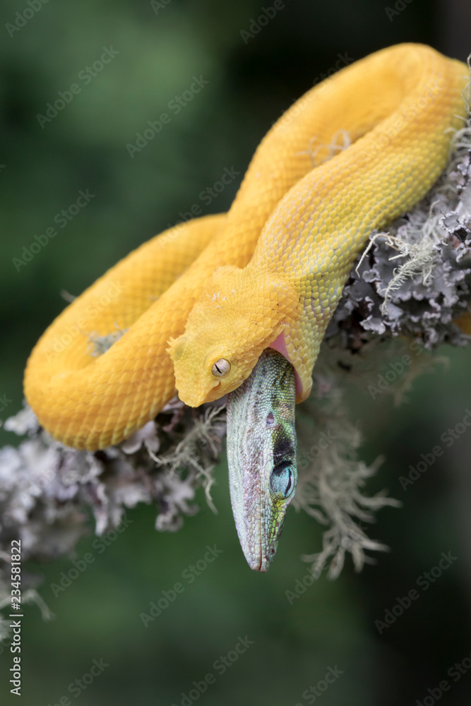 Venomous Yellow Eyelash Viper Snake eating lizard Venomous Yellow Eyelash Viper Snake eating lizard