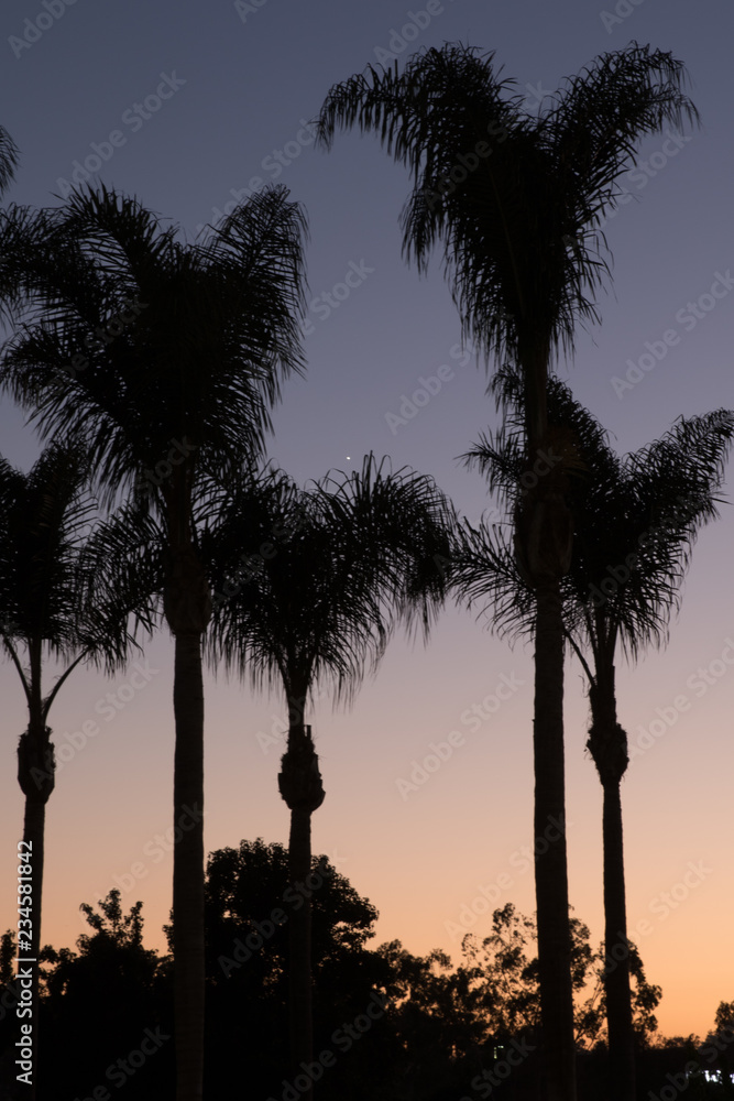 Obraz premium Silhouette of Palm Trees at Sunset