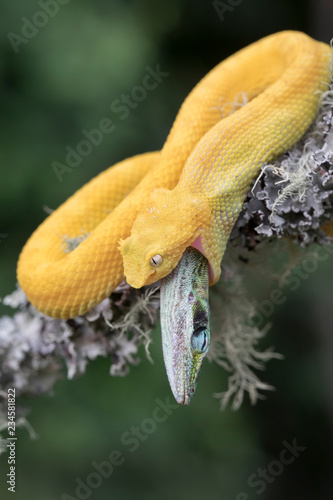 Venomous Yellow Eyelash Viper Snake eating lizard © Mark Kostich