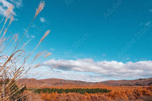 the mountain autumn landscape with colorful forest