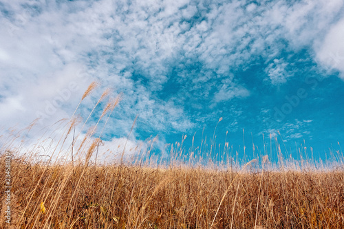 Japanese susuki grass and blue sky in japan
