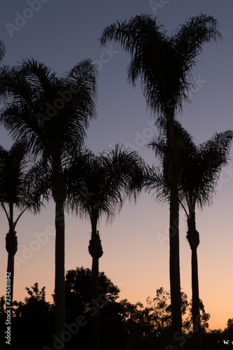 Silhouette of Palm Trees at Sunset