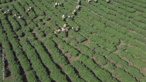 2K Aerial view of the workers in commercial tea plantations in Vietnam. Plantation workers. Experienced pickers pick the tea leaves manually. 