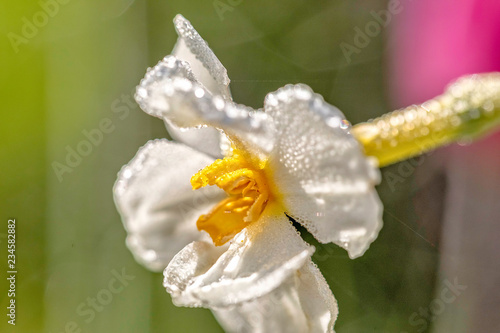Flower with Dew, Mendocino, CA