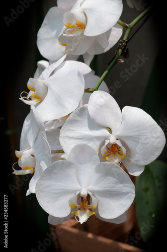 White farland orchid with clay jardiniere in nature light.