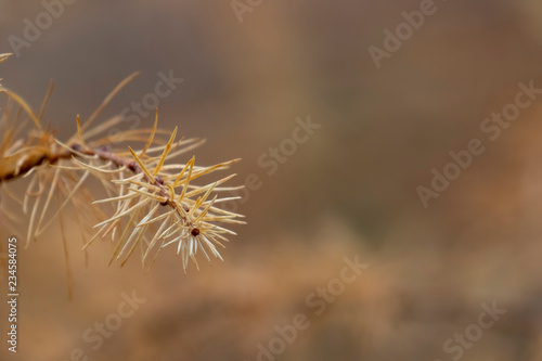 textures and moods of autumn colours during the autumn fall.