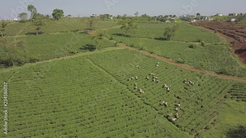 2K Aerial view of the workers in commercial tea plantations in Vietnam. Plantation workers. Experienced pickers pick the tea leaves manually. 
