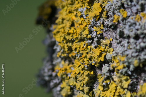 Common yellow lichen / Xanthoria parietina growing on the bark of a tree. Shallow focus.