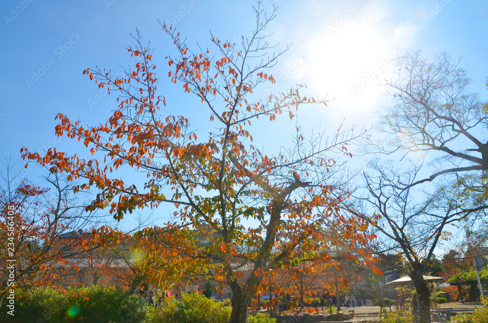 Fototapeta premium 落葉した木に降り注ぐ日差し