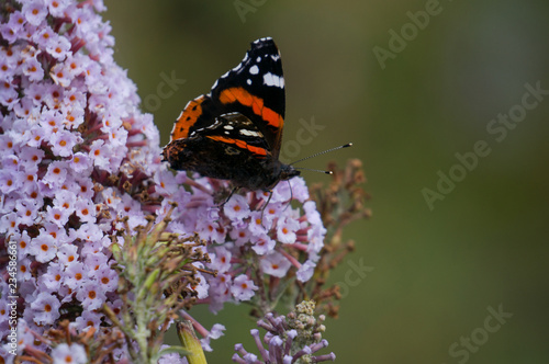 Red Admiral Butterfly / Vanessa atalanta feeding on nectar on a pink flower in the summer with smooth soft bokeh background.